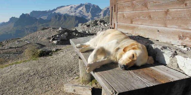 Bevor man mit Hund eine Alpenvereinshütte ansteuert, vorher bei den Httenwirtsleuten anrufen. Foto: AdobeStock