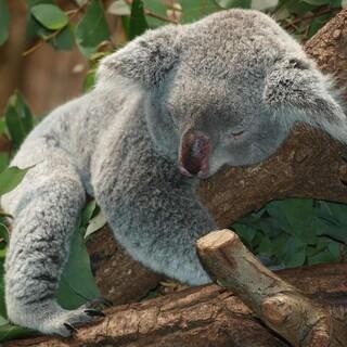 schlafender Koala, Foto: pixabay