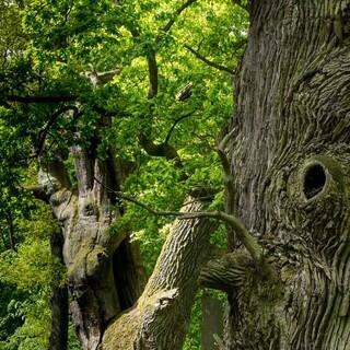 Alte Riesen - das Naturmonument Ivenacker Eichen. Foto: AdobeStock
