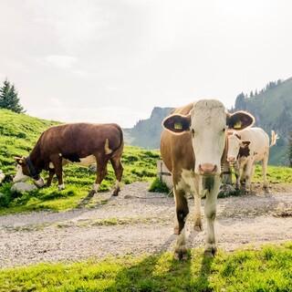 Kühe sind friedfertige Tiere. Es sei denn, sie fühlen sich angegriffen. Foto: DAV/Hans Herbig