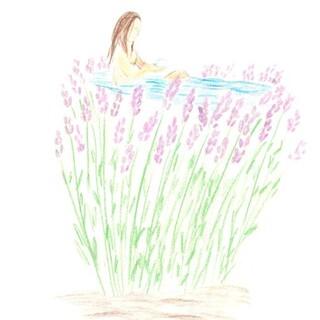 Lavendel. Zeichnung: Marie Kaucher