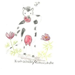 Küchenschelle/ Kuhschelle. Zeichnung: Marie Kaucher