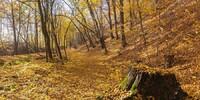 Lichte Mischwälder lassen vor allem im Herbst das Herz freier schlagen. Foto: DAV/Ingo Röger