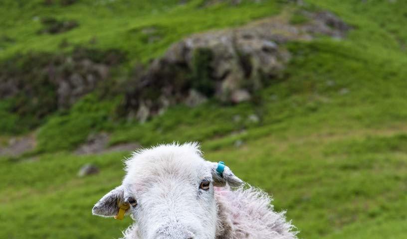 Kompetente Beobachtung - Was gibt es im Lake District reichlich? Touristen und Schafe!