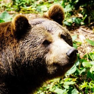 In den beiden Tierfreigehegen des Nationalparks kann man nicht nur Bären beobachten. Foto: Joachim Chwaszcza