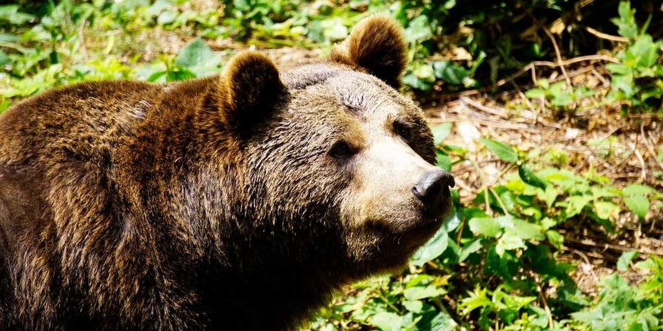 In den beiden Tierfreigehegen des Nationalparks kann man nicht nur Bären beobachten. Foto: Joachim Chwaszcza