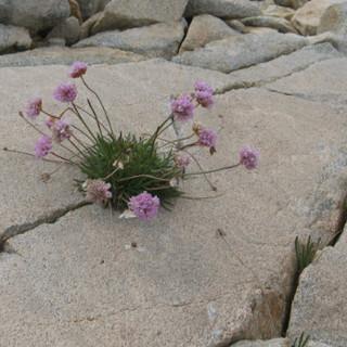 Felspflanze Pyrenäen Foto Steffen Reich