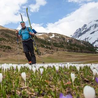 Zurück von der Weißkugel. Die Blumenpracht tröstet beim Skitragen. Foto: Markus Stadler