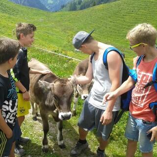 Bergtour mit Kuh, Foto: Jubi/ Ben Miroux