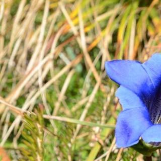 Blauer Enzian - Blumengruß: Die vielbesungenen blauen Kelche des Enzians blühen bis weit in den Herbst hinein.