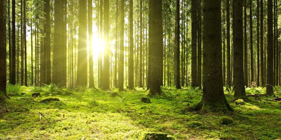 Abtauchen ins tiefe Grün entspannt den Körper und erfrischt den Geist. Foto: Adobe Stock