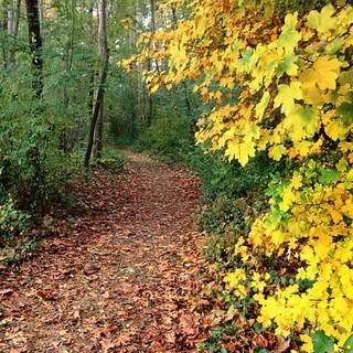 Wanderweg im Wald, Foto: pixabay