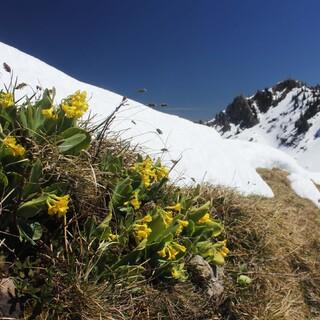 So langsam schälen sich die Frühlingsblumen aus dem Schnee. Foto: DAV/Pröttel