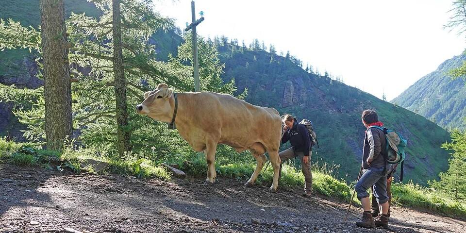 Eine Kuh macht muh....und manchmal auch Mühe - hier beim Aufstieg auf die Sommerweiden der Alpe Veglia. Foto: Maren Hagel