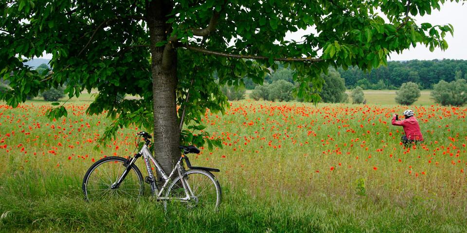 Gut ausgeschildert kann man am Saale-Unstrut-Radweg entspannt biken. Foto: Joachim Chwasczca
