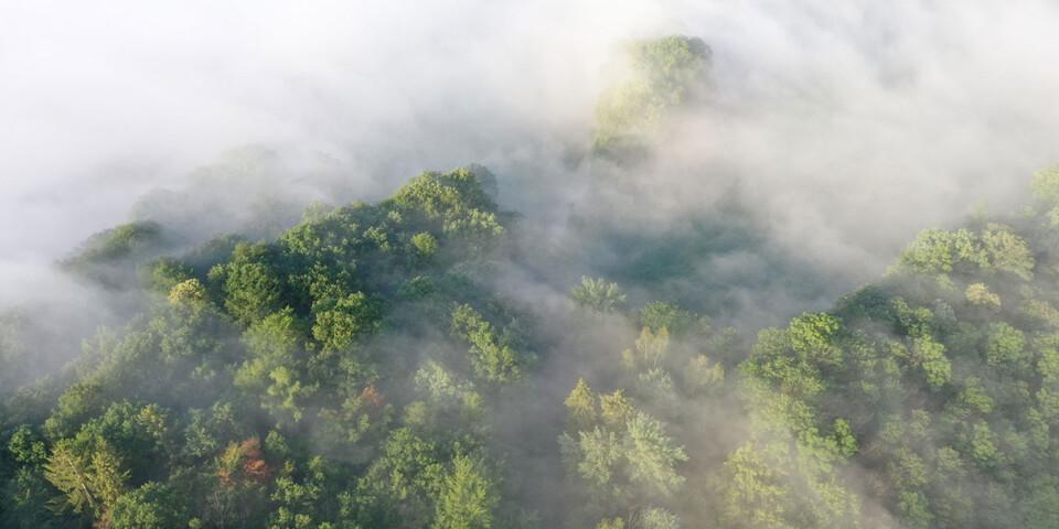 Mystische Nebelstimmung im Westlichen Hintertaunus bei Bad Ems. Foto: Thorsten Brönner