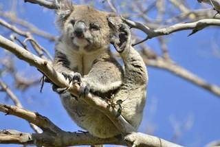 Great-Ocean-Koala