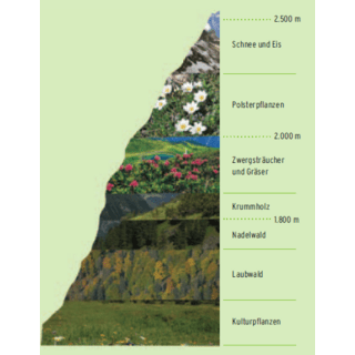 Vegetation der Höhenstufen. Quelle: Alpenblumen entdecken & bestimmen, Bergbahnen Kleinwalsertal und Oberstdorf