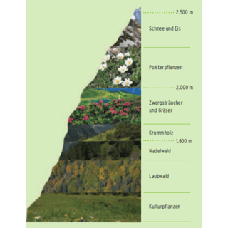 Vegetation der Höhenstufen, Quelle: Alpenblumen entdecken & bestimmen, Bergbahnen Kleinwalsertal und Oberstdorf
