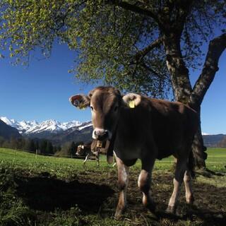 Über viel Sonne können sich die Kühe auch im Allgäu nur am Freitag freuen. Foto: DAV/Pröttel
