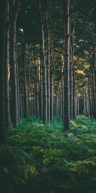 Öfter mal den Verstand verlieren - im Wald. Foto: Connor Danylenko/ Pexels