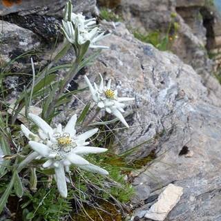Wer genau hinschaut, kann am Wegrand auch mal eine Alpenvereinsblume entdecken. Foto: Stefan Herbke