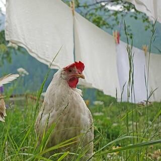 ...auch die Hühner...Foto: Johanna Bauer