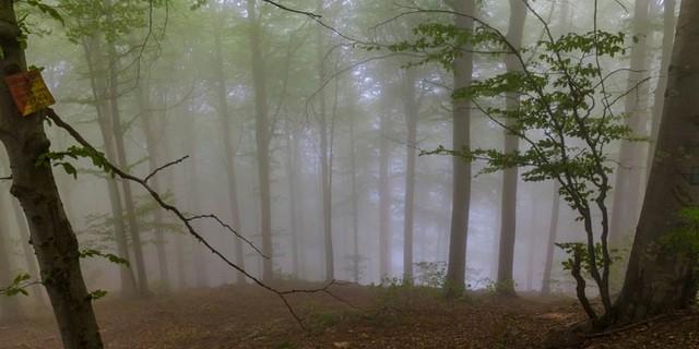 Nach sonnigen Wandertagen kann auch Nebel im Wald die Stimmung nicht mehr trüben. Foto: Ingo Röger
